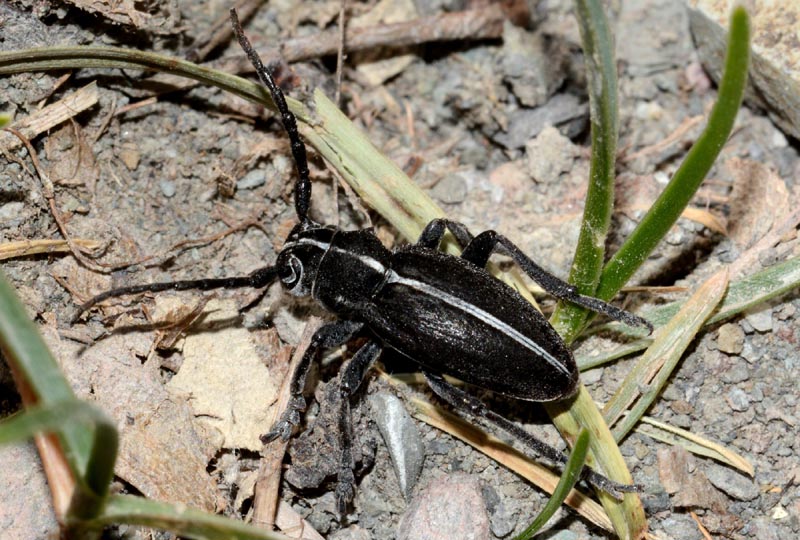 Pogonocherus hispidulus e Dorcadion arenarium marsicanum